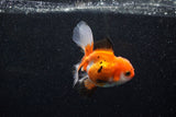 Juvenile Thai Oranda  Tricolor 3.5 Inch (ID#1129To13b-89) Free2Day SHIPPING