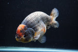Jumbo Ranchu  Tancho Kirin 5.5 Inch (ID#408R6a-122)