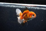 Juvenile Thai Oranda  Tricolor 3.5 Inch (ID#1129To13b-89) Free2Day SHIPPING