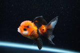 Juvenile Thai Oranda  Tricolor 3 Inch (ID#1129To13b-90) Free2Day SHIPPING