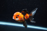 Juvenile Thai Oranda  Tricolor 3 Inch (ID#1129To13b-90) Free2Day SHIPPING