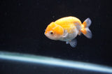 Baby Ranchu  Red White 2.5 Inch (ID#404R9c-16) Free2Day SHIPPING