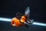 Juvenile Thai Oranda  Tricolor 3 Inch (ID#1129To13b-90) Free2Day SHIPPING