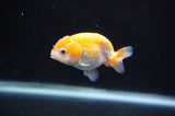 Baby Ranchu  Red White 2.5 Inch (ID#404R9c-16) Free2Day SHIPPING
