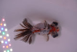 Butterfly  Calico 3.5 Inch (ID#1217B8b-47) Free2Day SHIPPING