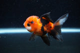 Juvenile Thai Oranda  Tricolor 3 Inch (ID#1129To13b-90) Free2Day SHIPPING