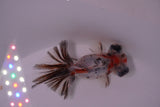 Butterfly  Calico 3.5 Inch (ID#1217B8b-47) Free2Day SHIPPING