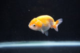Baby Ranchu  Red White 2.5 Inch (ID#404R9c-16) Free2Day SHIPPING