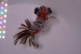 Butterfly  Calico 3.5 Inch (ID#1217B8b-47) Free2Day SHIPPING