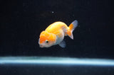 Baby Ranchu  Red White 2.5 Inch (ID#404R9c-16) Free2Day SHIPPING