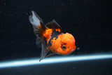 Juvenile Thai Oranda  Tricolor 3 Inch (ID#1129To13b-90) Free2Day SHIPPING