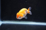 Baby Ranchu  Red White 2.5 Inch (ID#404R9c-16) Free2Day SHIPPING