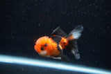 Juvenile Thai Oranda  Tricolor 3 Inch (ID#1129To13b-90) Free2Day SHIPPING