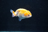 Baby Ranchu  Red White 2.5 Inch (ID#404R9c-16) Free2Day SHIPPING