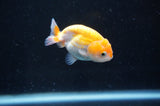 Baby Ranchu  Red White 2.5 Inch (ID#404R9c-16) Free2Day SHIPPING