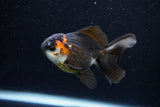 Juvenile Thai Oranda  Tricolor 3.5 Inch (ID#1129To13b-91) Free2Day SHIPPING