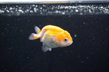 Baby Ranchu  Red White 2.5 Inch (ID#404R9c-16) Free2Day SHIPPING