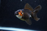 Juvenile Thai Oranda  Tricolor 3.5 Inch (ID#1129To13b-91) Free2Day SHIPPING