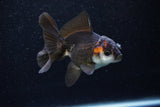 Juvenile Thai Oranda  Tricolor 3.5 Inch (ID#1129To13b-91) Free2Day SHIPPING