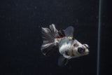 Butterfly  Calico 3.5 Inch (ID#1217B8b-48) Free2Day SHIPPING