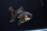 Juvenile Thai Oranda  Tricolor 3.5 Inch (ID#1129To13b-91) Free2Day SHIPPING