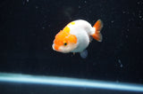 Baby Ranchu  Red White 2.5 Inch (ID#404R9c-17) Free2Day SHIPPING