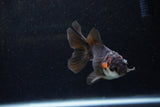 Juvenile Thai Oranda  Tricolor 3.5 Inch (ID#1129To13b-91) Free2Day SHIPPING