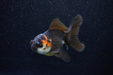 Juvenile Thai Oranda  Tricolor 3.5 Inch (ID#1129To13b-91) Free2Day SHIPPING