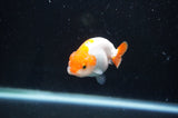 Baby Ranchu  Red White 2.5 Inch (ID#404R9c-17) Free2Day SHIPPING