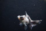 Butterfly  Calico 3.5 Inch (ID#1217B8b-48) Free2Day SHIPPING