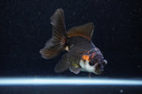 Juvenile Thai Oranda  Tricolor 3.5 Inch (ID#1129To13b-91) Free2Day SHIPPING