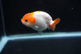 Baby Ranchu  Red White 2.5 Inch (ID#404R9c-17) Free2Day SHIPPING