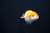 Baby Ranchu  Red White 2.5 Inch (ID#404R9c-17) Free2Day SHIPPING