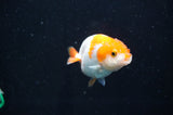 Baby Ranchu  Red White 2.5 Inch (ID#404R9c-17) Free2Day SHIPPING