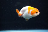 Baby Ranchu  Red White 2.5 Inch (ID#404R9c-17) Free2Day SHIPPING