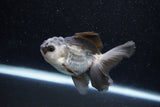 Juvenile Thai Oranda  Panda 3.5 Inch (ID#1129To13b-92) Free2Day SHIPPING