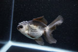 Juvenile Thai Oranda  Panda 3.5 Inch (ID#1129To13b-92) Free2Day SHIPPING