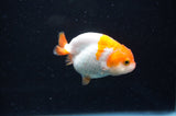 Baby Ranchu  Red White 2.5 Inch (ID#404R9c-17) Free2Day SHIPPING