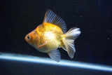 Ryukin  Calico 3.5 Inch (ID#1001Ry7a-3) Free2Day SHIPPING