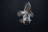 Juvenile Thai Oranda  Panda 3.5 Inch (ID#1129To13b-92) Free2Day SHIPPING