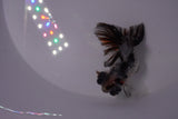 Butterfly  Calico 3.5 Inch (ID#1217B8b-48) Free2Day SHIPPING