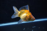 Ryukin  Calico 3.5 Inch (ID#1001Ry7a-3) Free2Day SHIPPING