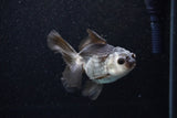 Juvenile Thai Oranda  Panda 3.5 Inch (ID#1129To13b-92) Free2Day SHIPPING