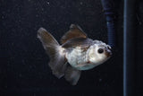 Juvenile Thai Oranda  Panda 3.5 Inch (ID#1129To13b-92) Free2Day SHIPPING