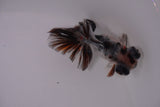 Butterfly  Calico 3.5 Inch (ID#1217B8b-48) Free2Day SHIPPING