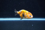 Baby Ranchu  Calico 2.5 Inch (ID#404R9c-18) Free2Day SHIPPING