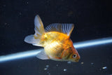 Ryukin  Calico 3.5 Inch (ID#1001Ry7a-3) Free2Day SHIPPING