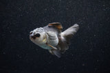 Juvenile Thai Oranda  Panda 3.5 Inch (ID#1129To13b-92) Free2Day SHIPPING