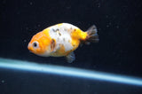 Baby Ranchu  Calico 2.5 Inch (ID#404R9c-18) Free2Day SHIPPING