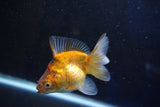 Ryukin  Calico 3.5 Inch (ID#1001Ry7a-3) Free2Day SHIPPING